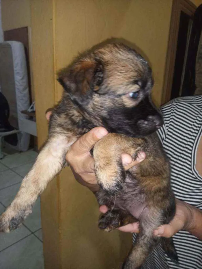 Cachorro raça Srd idade Abaixo de 2 meses nome Sem nome