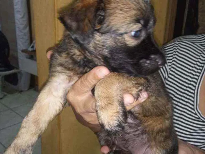 Cachorro raça Srd idade Abaixo de 2 meses nome Sem nome