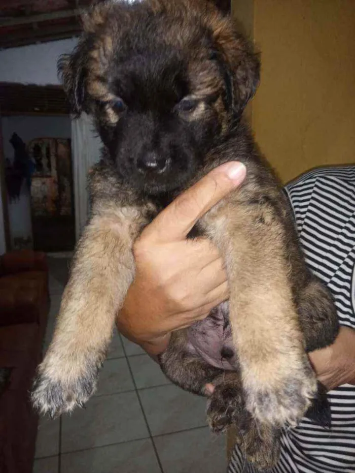 Cachorro raça Srd idade Abaixo de 2 meses nome Sem nome