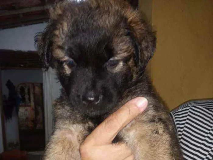 Cachorro raça Srd idade Abaixo de 2 meses nome Sem nome