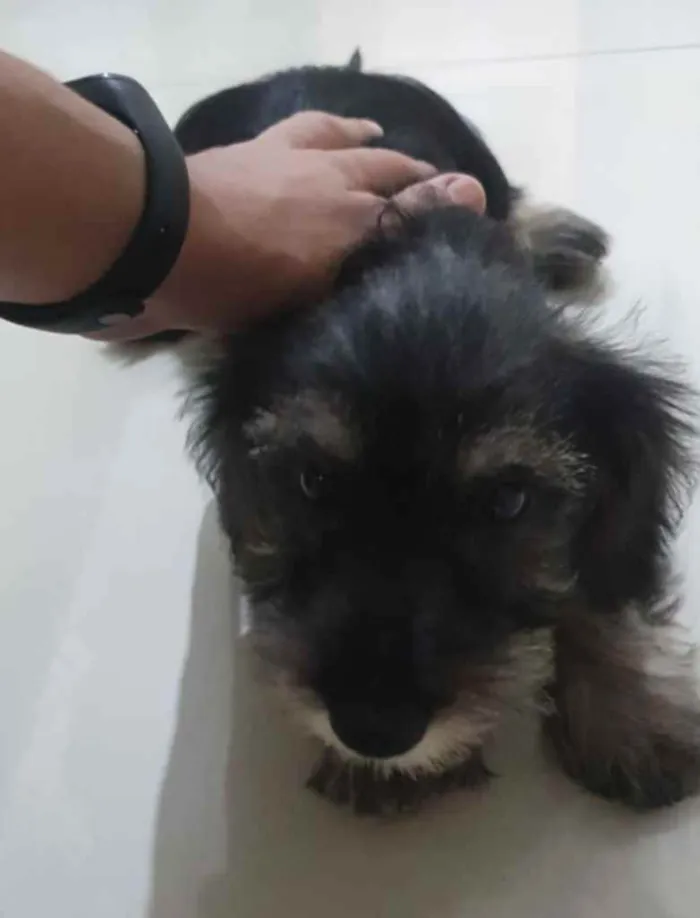 Cachorro ra a SRD idade 2 a 6 meses nome Sem nome