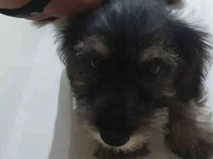Cachorro ra a SRD idade 2 a 6 meses nome Sem nome