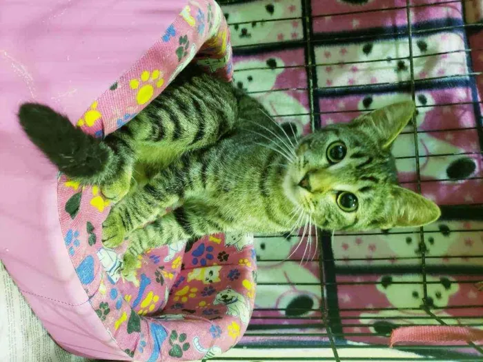 Gato ra a Srd idade 2 a 6 meses nome Matilda