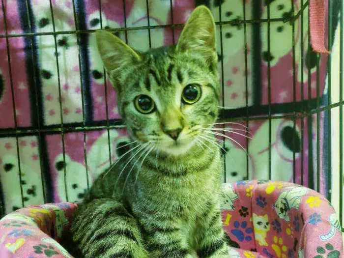 Gato ra a Srd idade 2 a 6 meses nome Matilda