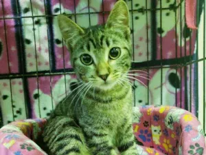 Gato raça Srd idade 2 a 6 meses nome Matilda