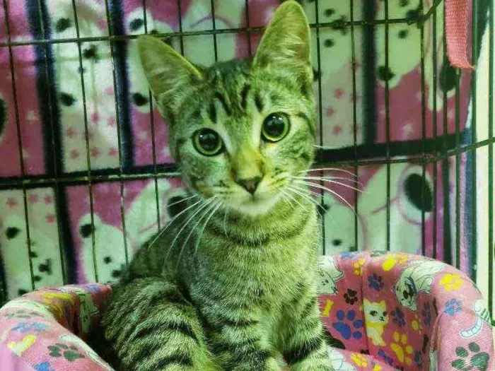 Gato ra a Srd idade 2 a 6 meses nome Matilda