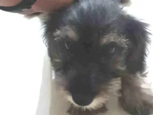 Cachorro raça SRD idade 2 a 6 meses nome Sem nome