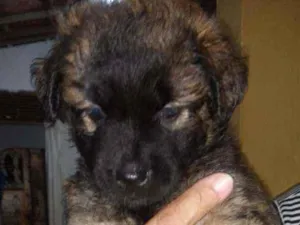 Cachorro raça Srd idade Abaixo de 2 meses nome Sem nome