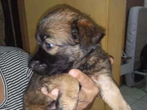 Cachorro raça Srd idade Abaixo de 2 meses nome Sem nome