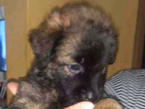 Cachorro raça Srd idade Abaixo de 2 meses nome Sem nome