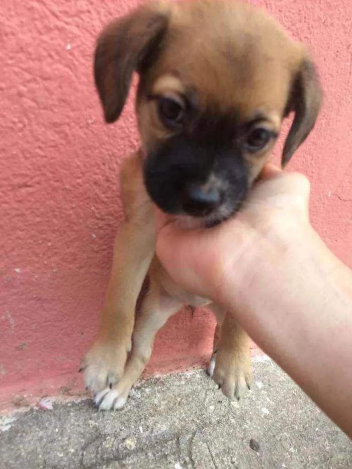 Cachorro ra a Srd  idade Abaixo de 2 meses nome Serena