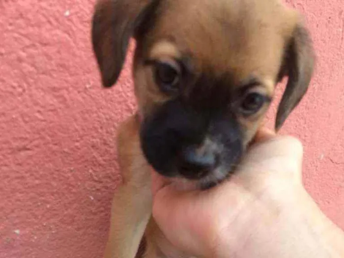 Cachorro ra a Srd  idade Abaixo de 2 meses nome Serena