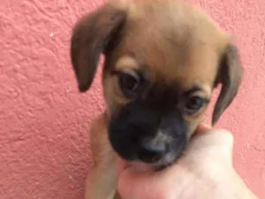 Cachorro raça Srd  idade Abaixo de 2 meses nome Serena