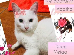Gato raça SRD idade 7 a 11 meses nome Agatha 