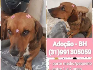 Cachorro raça SRD idade 1 ano nome Magali 