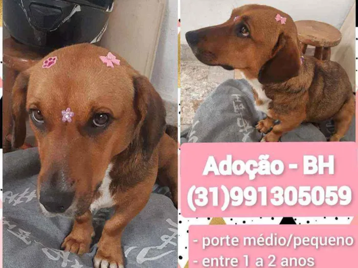 Cachorro raça SRD idade 1 ano nome Magali 