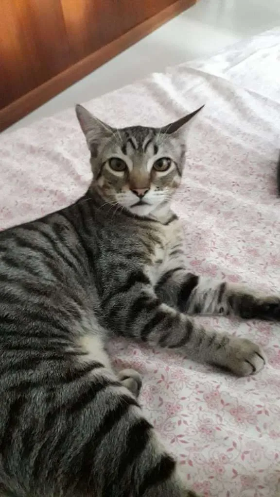 Gato ra a vira lata idade 2 a 6 meses nome Buchinho