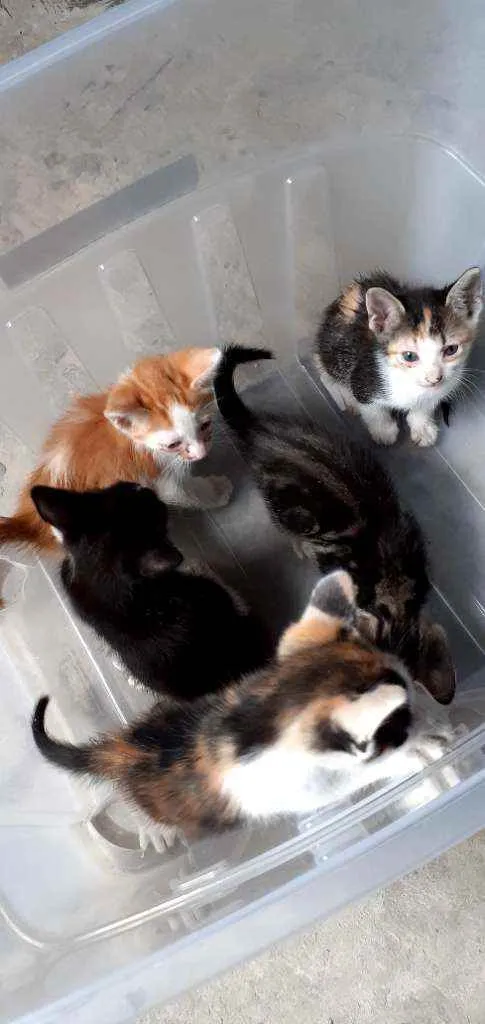 Gato raça Vira lata  idade Abaixo de 2 meses nome Não tem nome 