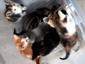 Gato raça Vira lata  idade Abaixo de 2 meses nome Não tem nome 