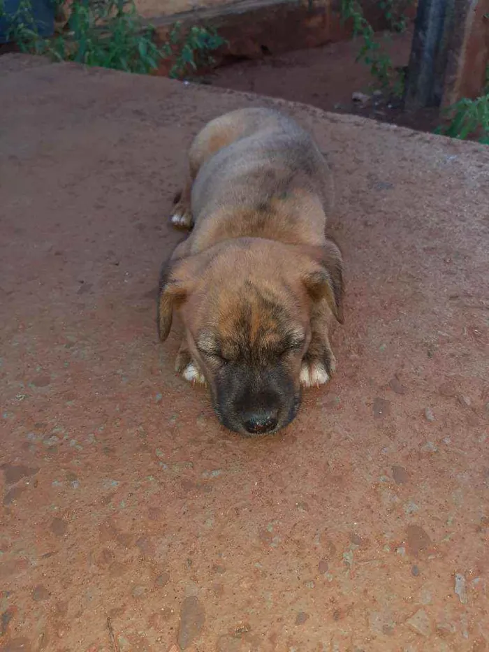 Cachorro ra a Fila com vira lata idade 2 a 6 meses nome Nina