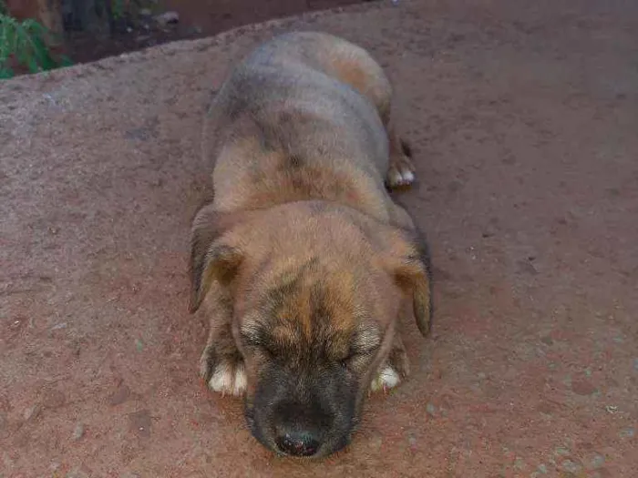 Cachorro ra a Fila com vira lata idade 2 a 6 meses nome Nina