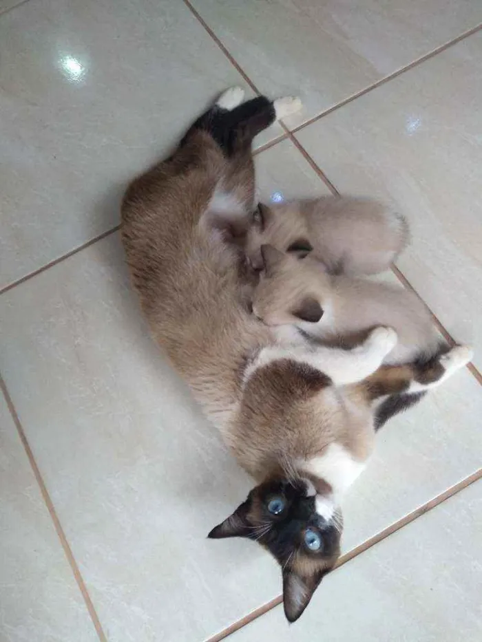 Gato ra a Siamês idade Abaixo de 2 meses nome Sem nome