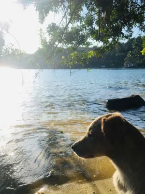 Cachorro raça Vira lata idade 1 ano nome Kira