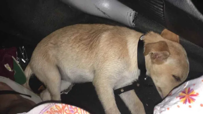 Cachorro raça Vira lata idade 1 ano nome Kira