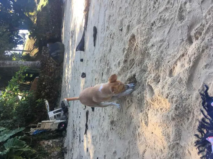 Cachorro raça Vira lata idade 1 ano nome Kira