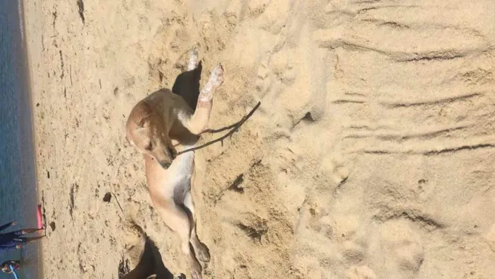 Cachorro raça Vira lata idade 1 ano nome Kira