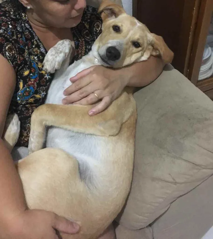 Cachorro raça Vira lata idade 1 ano nome Kira