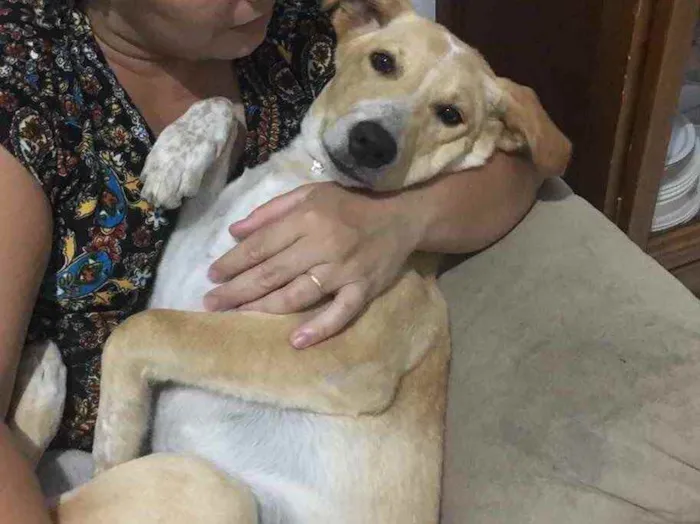 Cachorro raça Vira lata idade 1 ano nome Kira