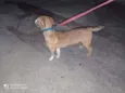 Caramelo