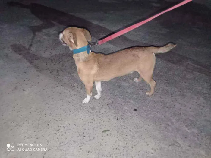 Cachorro ra a Srd idade  nome Caramelo