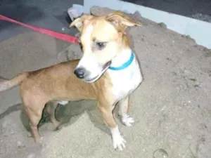 Cachorro raça Srd idade  nome Caramelo