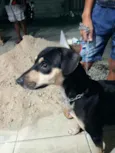 Pretinha