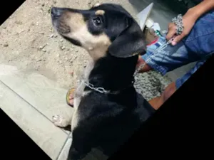 Cachorro raça SRD idade  nome Pretinha