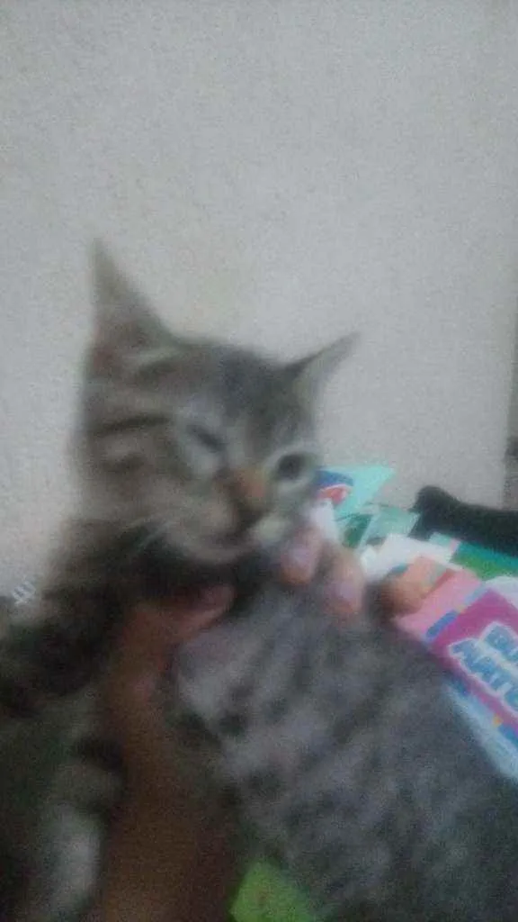 Gato ra a  idade Abaixo de 2 meses nome nina