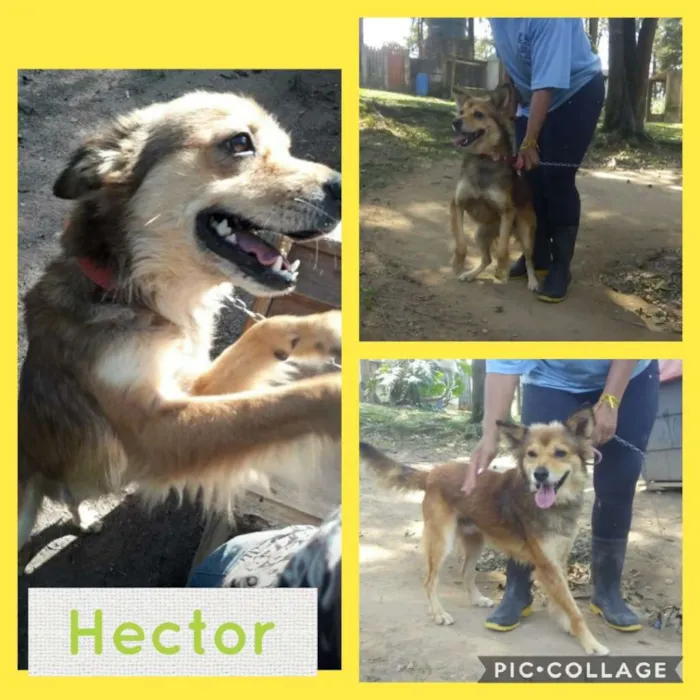 Cachorro ra a SRD-ViraLata idade 2 anos nome HECTOR