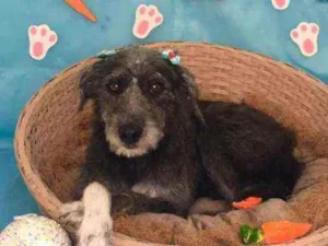 Cachorro raça Mestiça  idade 3 anos nome Estrela