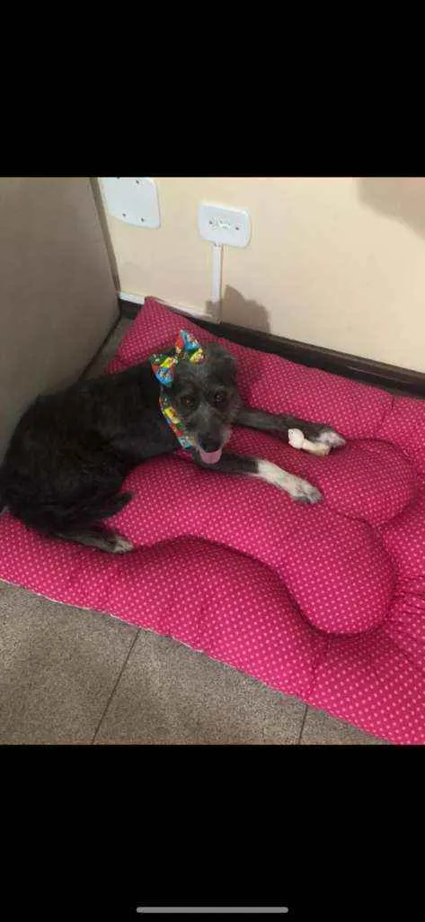 Cachorro ra a Mestiça  idade 3 anos nome Estrela