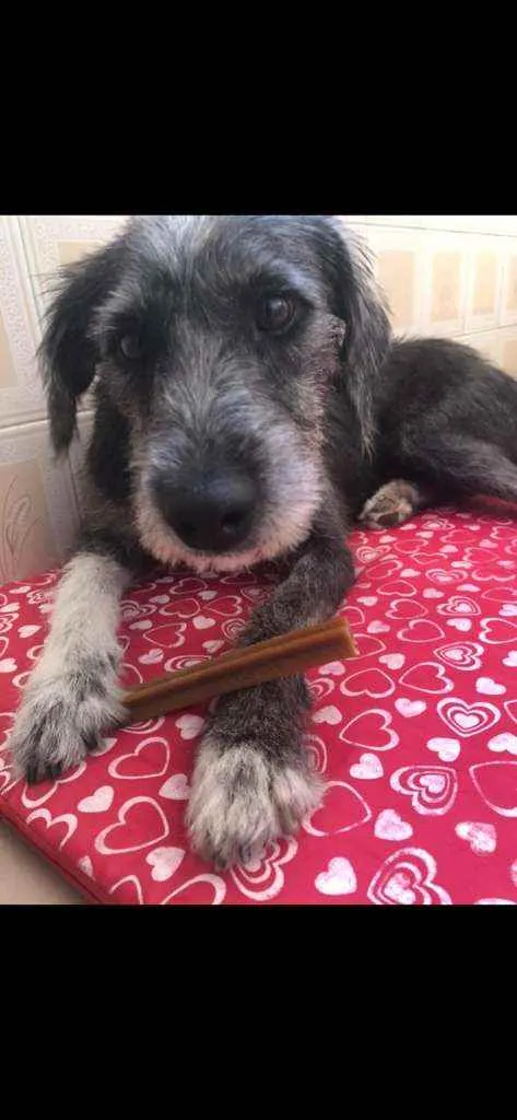 Cachorro ra a Mestiça  idade 3 anos nome Estrela