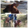Scooby