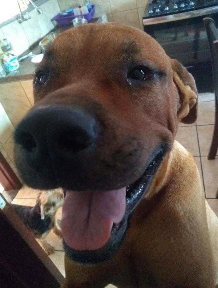 Cachorro ra a Pitbull com Rottweiler idade 2 anos nome Paçoca