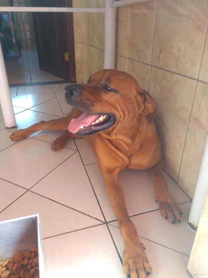 Cachorro ra a Pitbull com Rottweiler idade 2 anos nome Paçoca