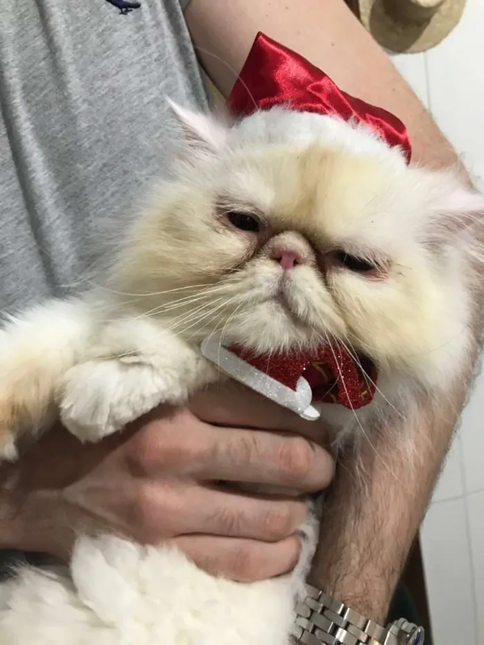 Gato ra a persa idade 2 anos nome Lenon