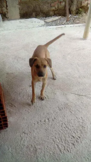 Cachorro raça SRD  idade 7 a 11 meses nome Tody 