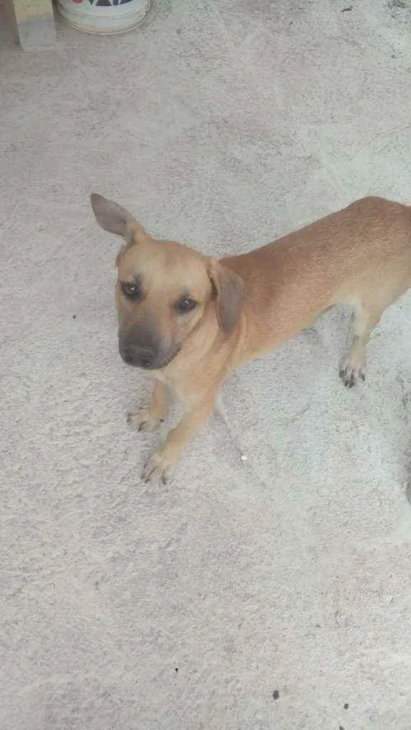 Cachorro raça SRD  idade 7 a 11 meses nome Tody 