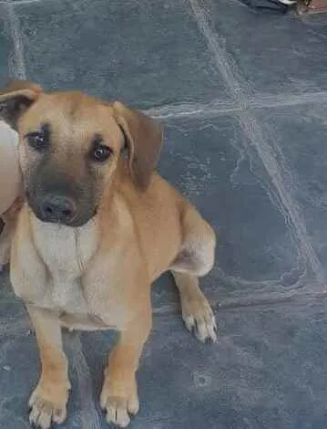 Cachorro raça SRD  idade 7 a 11 meses nome Tody 