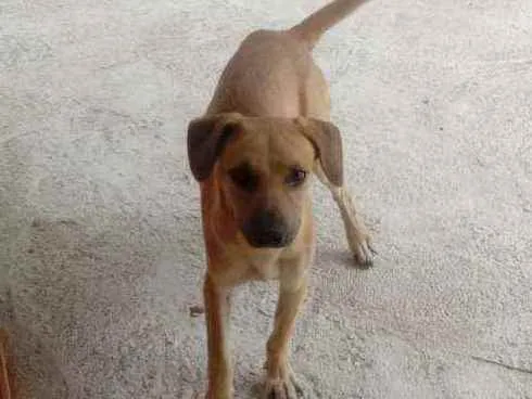 Cachorro raça SRD  idade 7 a 11 meses nome Tody 